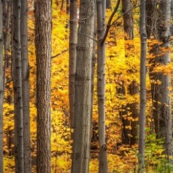 Yellow Autumn